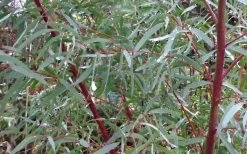 Angus Cold Hardy Eucalyptus Tree (Eucalyptus Nicholii) - 2 Gallon Pot 14 Angus Cold Hardy Eucalyptus Tree (Eucalyptus Nicholii) - 2 Gallon Pot -Outdoor Garden Store Picture Eucalyptus Tree Anugus Willow Leaf Peppermint 2