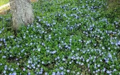 Evergreen Periwinkle - Vinca Minor - 18 Count Flat Of Pint Pots -Outdoor Garden Store Picture Evergreen Periwinkle Groundcover