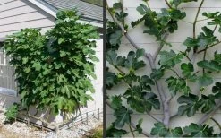 Brown Turkey Fig Tree - 5 Gallon Pot 17 Brown Turkey Fig Tree - 5 Gallon Pot -Outdoor Garden Store Picture Fig Brown Turkey Espalier