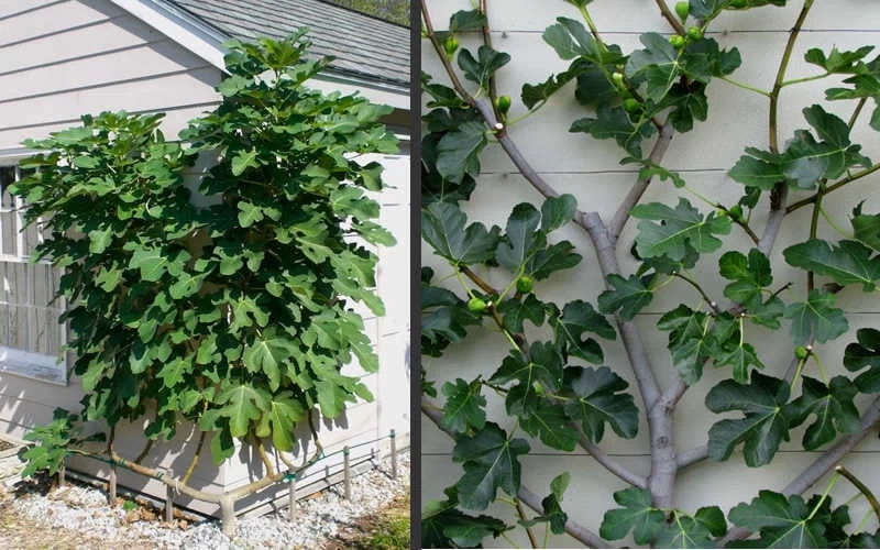 Brown Turkey Fig Tree - 5 Gallon Pot 9 Brown Turkey Fig Tree - 5 Gallon Pot - Image 7
