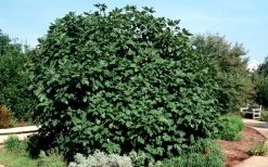 Brown Turkey Fig Tree - 5 Gallon Pot 16 Brown Turkey Fig Tree - 5 Gallon Pot -Outdoor Garden Store Picture Fig Brown Turkey Shrub Large