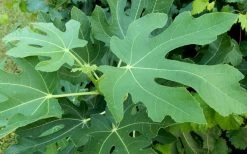 Brown Turkey Fig Tree - 5 Gallon Pot 15 Brown Turkey Fig Tree - 5 Gallon Pot -Outdoor Garden Store Picture Fig Brown Turkey Tree Leaves