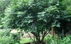 Brown Turkey Fig Tree - 5 Gallon Pot 19 Brown Turkey Fig Tree - 5 Gallon Pot -Outdoor Garden Store Picture Fig Brown Turkey Tree Multi