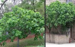 Brown Turkey Fig Tree - 5 Gallon Pot 18 Brown Turkey Fig Tree - 5 Gallon Pot -Outdoor Garden Store Picture Fig Brown Turkey Trees
