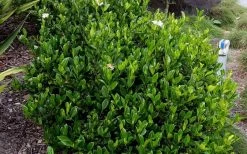 August Beauty Gardenia - 2.5 Quart Pot 13 August Beauty Gardenia - 2.5 Quart Pot -Outdoor Garden Store Picture Gardenia August Beauty