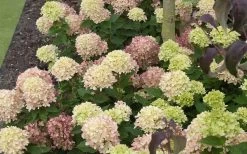 Little Lime Hydrangea - 2 Gallon Pot -Outdoor Garden Store Picture Hydrangea Little Lime 2