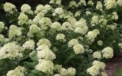 Little Lime Hydrangea - 2 Gallon Pot -Outdoor Garden Store Picture Hydrangea Little Lime 3