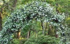 Confederate Jasmine Vine (Trachelospermum Jasminoides) - 3 Gallon Pot -Outdoor Garden Store Picture Jasmine Confederate On Arch