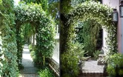 Confederate Jasmine Vine (Trachelospermum Jasminoides) - 3 Gallon Pot -Outdoor Garden Store Picture Jasmine Confederate On Arches 2