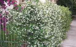 Confederate Jasmine Vine (Trachelospermum Jasminoides) - 3 Gallon Pot -Outdoor Garden Store Picture Jasmine Confederate Vine 1