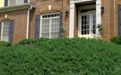 Blue Pacific Juniper - 1 Gallon Pot -Outdoor Garden Store Picture Juniper Blue Pacific Hill 1