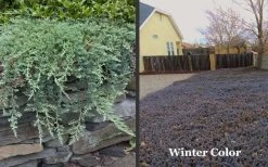 Blue Rug Juniper - 3 Gallon Pot -Outdoor Garden Store Picture Juniper Blue Rug Winter Color
