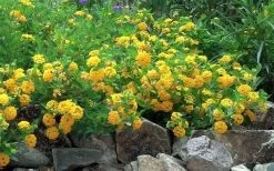 New Gold Hardy Lantana - 1 Gallon Pot -Outdoor Garden Store Picture Lantana Trailing New Gold 2