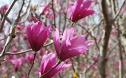 Ann Magnolia Tulip Tree - 3 Gallon Pot 17 Ann Magnolia Tulip Tree - 3 Gallon Pot -Outdoor Garden Store Picture Magnolia Ann 1