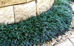 Dwarf Mondo Grass - 72 Pack Of 3.5" Pint Pots -Outdoor Garden Store Picture Mondo Grass Dwarf 4