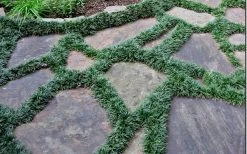 Dwarf Mondo Grass - 72 Pack Of 3.5" Pint Pots -Outdoor Garden Store Picture Mondo Grass Dwarf 6