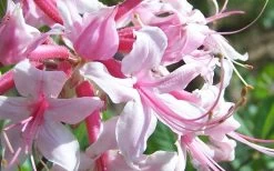 Varnadoes Phlox Pink Native Azalea - Rhododendron Canescens - 3 Gallon Pot -Outdoor Garden Store Picture Native Azalea Varnadoes Pink Phlox Closeup