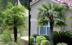 Windmill Cold Hardy Palm Tree - 2 Gallon Pot -Outdoor Garden Store Picture Palm Windmill 3
