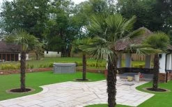 Windmill Cold Hardy Palm Tree - 2 Gallon Pot -Outdoor Garden Store Picture Palm Windmill 4