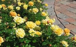 Sunrosa Yellow Dwarf Shrub Rose - 1 Gallon Pot -Outdoor Garden Store Picture Rose Sunrosa Yellow