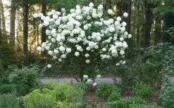 Chinese Snowball Viburnum Bush - 7 Gallon Pot (2-3') 16 Chinese Snowball Viburnum Bush - 7 Gallon Pot (2-3') -Outdoor Garden Store Picture Viburnum Chinese Snowball Tree 1