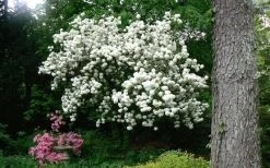 Chinese Snowball Viburnum Bush - 6 Pack Of 1 Gallon Pots -Outdoor Garden Store Picture Viburnum Chinese Snowball Tree 2 2
