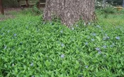Evergreen Periwinkle - Vinca Minor - 6 Pack Of Pint Pots -Outdoor Garden Store Picture Vinca Minor Around tree 1
