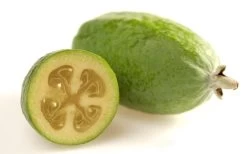 Pineapple Guava - Feijoa Sellowiana - 3 Gallon Pot -Outdoor Garden Store Pineapple Guava Fruit 1