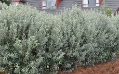 Pineapple Guava - Feijoa Sellowiana - 3 Gallon Pot -Outdoor Garden Store Pineapple Guava Hedge 1