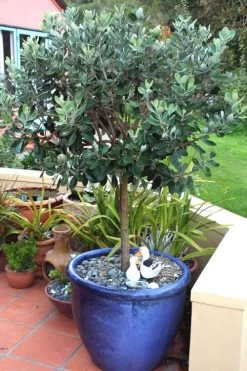 Pineapple Guava - Feijoa Sellowiana - 3 Gallon Pot -Outdoor Garden Store Pineapple Guava In Pot 500x750 2