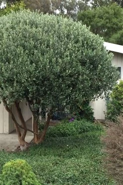 Pineapple Guava -Feijoa Sellowiana - 7 Gallon Pot -Outdoor Garden Store Pineapple Guava Tree 21