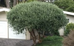 Pineapple Guava -Feijoa Sellowiana - 7 Gallon Pot -Outdoor Garden Store Pineapple Guava Tree 22