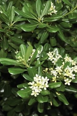 Green Pittosporum (Japanese Mock Orange) - 3 Gallon Pot