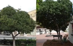 Green Pittosporum (Japanese Mock Orange) - 3 Gallon Pot 12 Green Pittosporum (Japanese Mock Orange) - 3 Gallon Pot -Outdoor Garden Store Pittosporum Tree Form