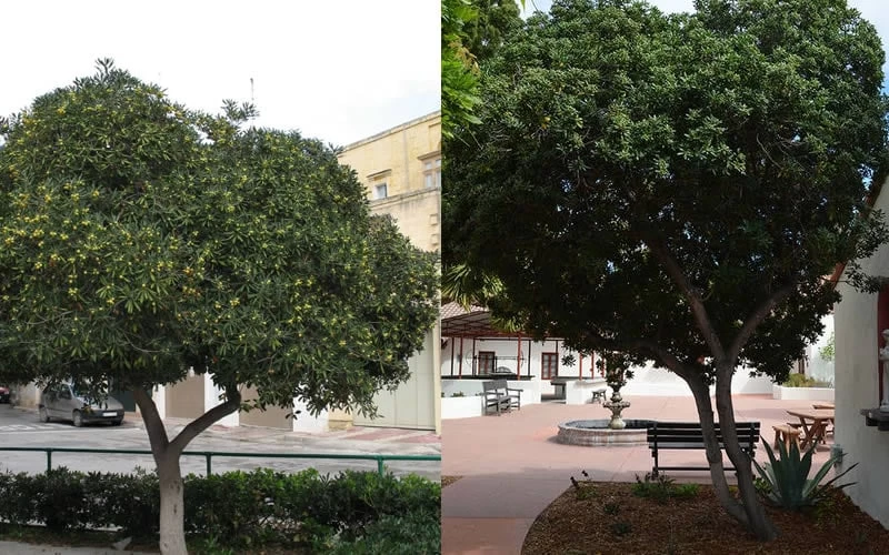 Green Pittosporum (Japanese Mock Orange) - 3 Gallon Pot 7 Green Pittosporum (Japanese Mock Orange) - 3 Gallon Pot - Image 6
