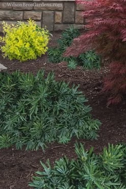 Pringles Dwarf Podocarpus Yew - 6 Pack Of 1 Gallon Pots -Outdoor Garden Store Podocarpus Pringles 15