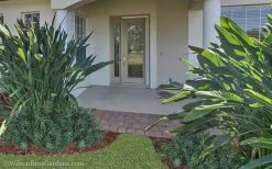 Pringles Dwarf Podocarpus Yew - 3 Gallon Pot -Outdoor Garden Store Podocarpus Pringles 21 1