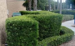 Podocarpus Macrophyllus Upright Yew - 3 Gallon Pot 17 Podocarpus Macrophyllus Upright Yew - 3 Gallon Pot -Outdoor Garden Store Podocarpus Upright Yew 11