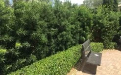 Podocarpus Macrophyllus Upright Yew - 3 Gallon Pot 16 Podocarpus Macrophyllus Upright Yew - 3 Gallon Pot -Outdoor Garden Store Podocarpus Upright Yew 12