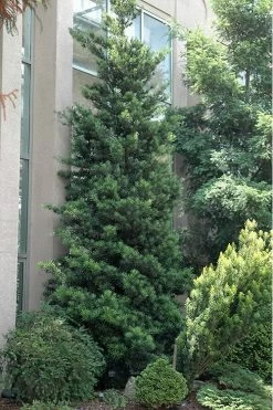 Podocarpus Macrophyllus Upright Yew - 3 Gallon Pot 15 Podocarpus Macrophyllus Upright Yew - 3 Gallon Pot -Outdoor Garden Store Podocarpus Upright Yew 500x750 1