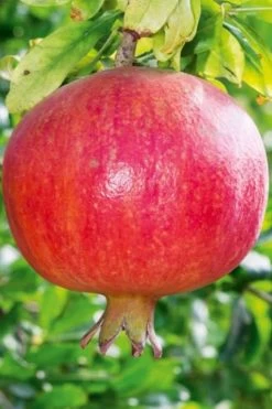Russian 26 Cold Hardy Pomegranate - 1 Gallon Pot -Outdoor Garden Store Pomegranate Russian 26 10