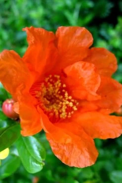 Russian 26 Cold Hardy Pomegranate - 1 Gallon Pot -Outdoor Garden Store Pomegranate Russian 26 11