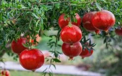 Russian 26 Cold Hardy Pomegranate - 1 Gallon Pot -Outdoor Garden Store Pomegranate Russian 26 12