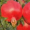 Russian 26 Cold Hardy Pomegranate - 1 Gallon Pot -Outdoor Garden Store Pomegranate Russian 26 Rev 500x750 1