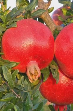 Salavatski Cold Hardy Russian Pomegranate - 1 Gallon Pot -Outdoor Garden Store Pomegranate Russian 26 Rev 500x750 2