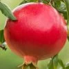 Salavatski Cold Hardy Russian Pomegranate - 1 Gallon Pot -Outdoor Garden Store Pomegranate Salavatski 1