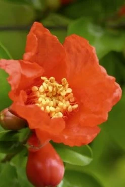 Salavatski Cold Hardy Russian Pomegranate - 1 Gallon Pot -Outdoor Garden Store Pomegranate Salavatski 3