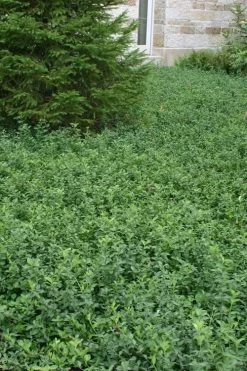 Purple Wintercreeper - Euonymus Fortunei Coloratus - 18 Count Flat Of Pint Pots -Outdoor Garden Store Purple Wintercreeper 5 1