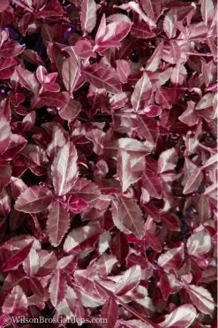 Purple Wintercreeper (Euonymus Fortunei 'Coloratus') - 36 Pack Of Pint Pots -Outdoor Garden Store Purple Wintercreeper 7