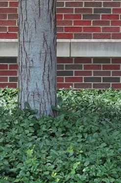 Purple Wintercreeper - Euonymus Fortunei Coloratus - 18 Count Flat Of Pint Pots -Outdoor Garden Store Purple Wintercreeper 8 1